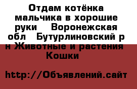 Отдам котёнка мальчика в хорошие руки. - Воронежская обл., Бутурлиновский р-н Животные и растения » Кошки   